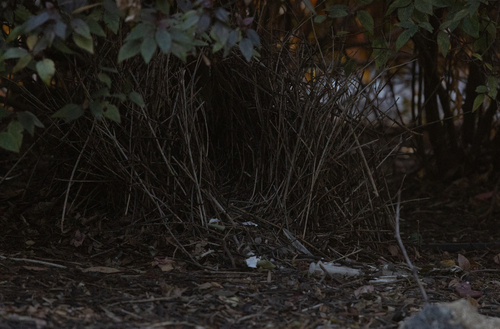 Great Bowerbird