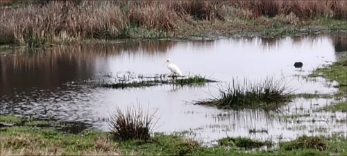 iNaturalist image
