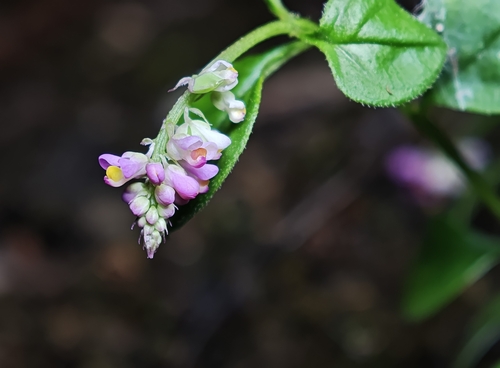 Polygala tatarinowii