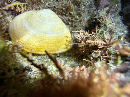 Cumingia californica, 2026-09-08