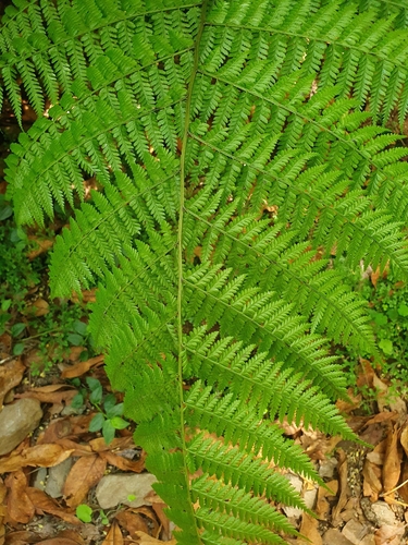 Diplazium caudatum, 2026-09-07