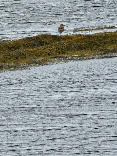 iNaturalist image