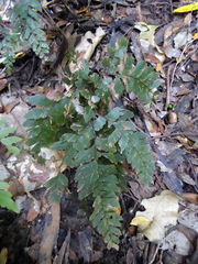Adiantum fulvum