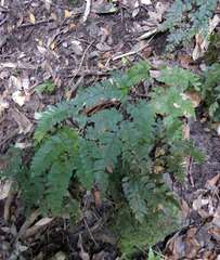Adiantum fulvum
