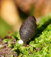 Xylaria castorea