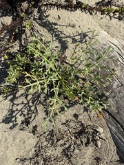Echinophora spinosa