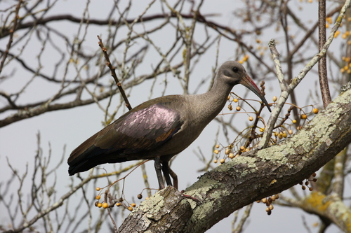 iNaturalist image