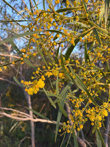 golden wreath wattle