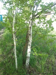 Betula pendula