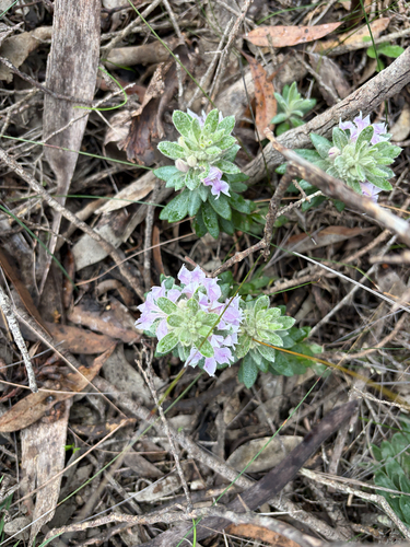 Polygalaceae observed 2026-09-08