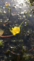 Utricularia gibba
