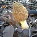 Yellow Morel - Photo (c) Stephanie Marsh, some rights reserved (CC BY-NC)