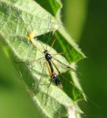 Ptychoptera contaminata