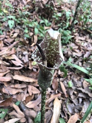 Amorphophallus kiusianus
