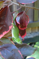 Furcifer willsii