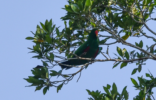 Eclectus roratus observed 2026-09-07
