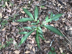 Amorphophallus kiusianus