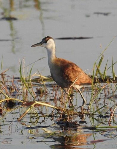iNaturalist image
