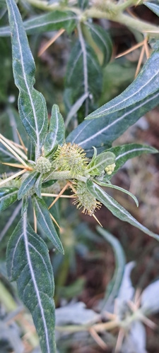 Xanthium spinosum, photograph 4