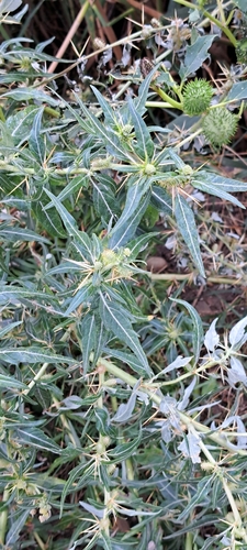 Xanthium spinosum, photograph 5