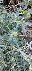 author not stated, no rights reserved Xanthium spinosum, photograph author not stated, no rights reserved