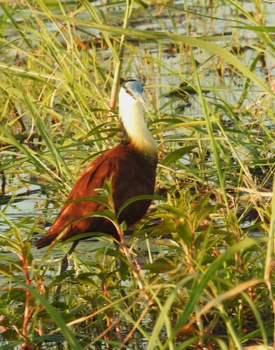 iNaturalist image