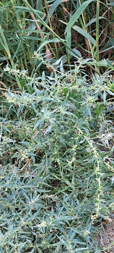 Xanthium spinosum, photograph 6