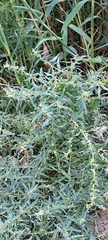 Xanthium spinosum, photograph author not stated, no rights reserved