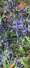 Eryngium caeruleum
