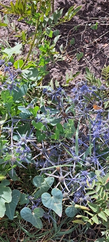 Eryngium caeruleum, photograph 2