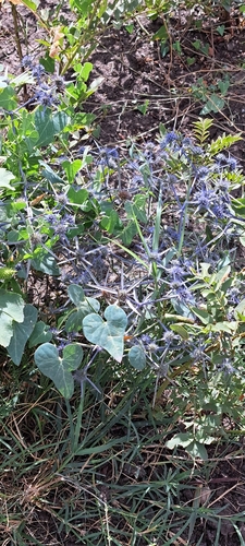 Eryngium caeruleum, photograph 3