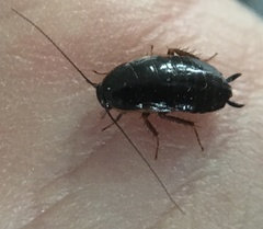 Loboptera canariensis