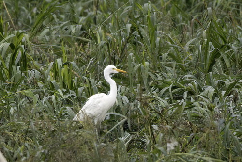 iNaturalist image