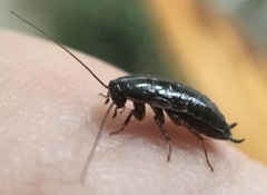 Loboptera canariensis