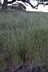 Juncus occidentalis