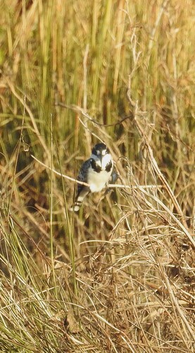 iNaturalist image