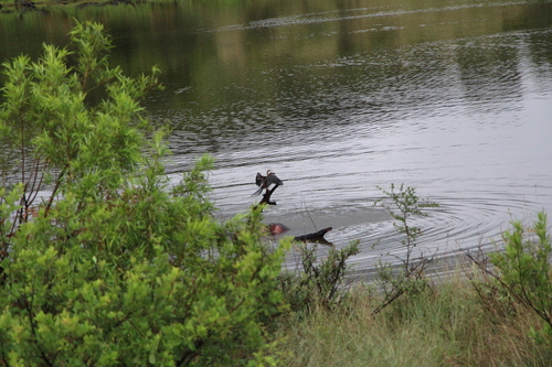 iNaturalist image
