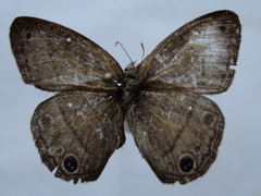 Cissia pompilia