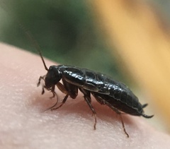 Loboptera canariensis