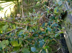 Coprosma ×cunninghamii