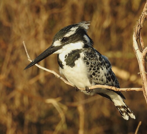 iNaturalist image