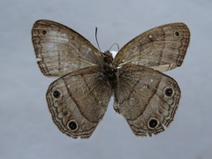 Cissia pompilia