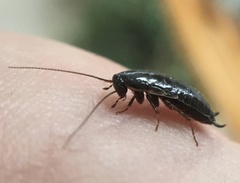 Loboptera canariensis