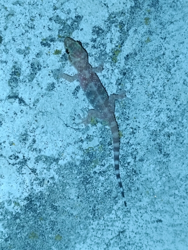 Mediterranean House Gecko