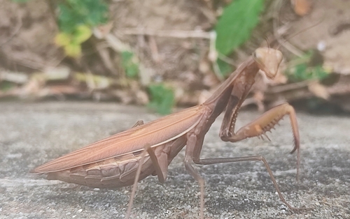 European Mantis