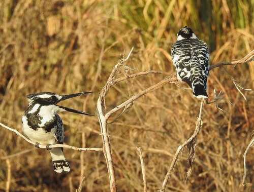 iNaturalist image