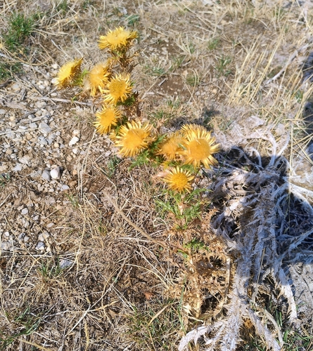 Clustered Carline-thistle