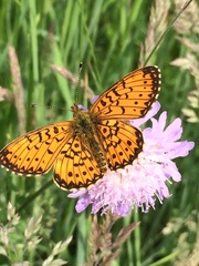 Boloria selene