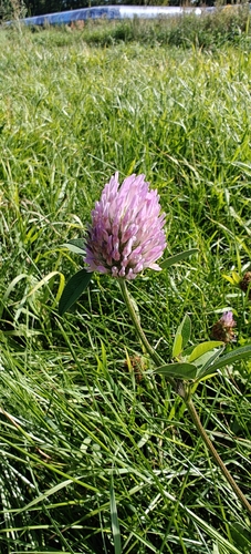 Red Clover