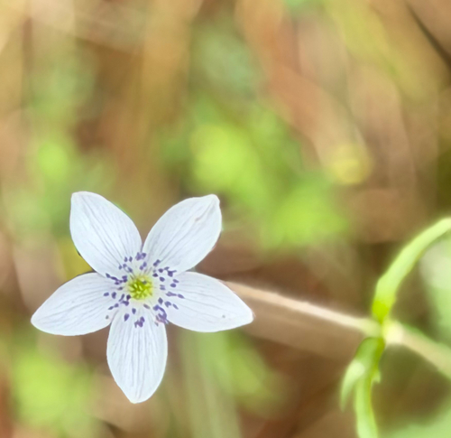 Eriocapitella rivularis, 2026-07-29